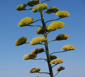 agave fa.jpg