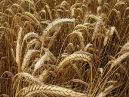 wheat130.jpg